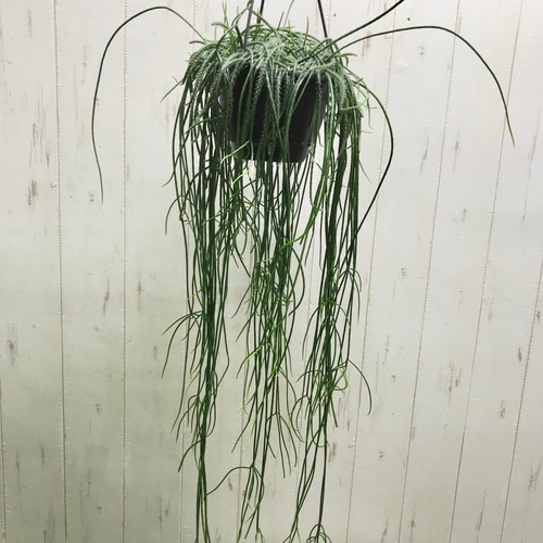 ボリュームあり♡ ツル長め♪ サボテン リプサリス プニセオディスクス