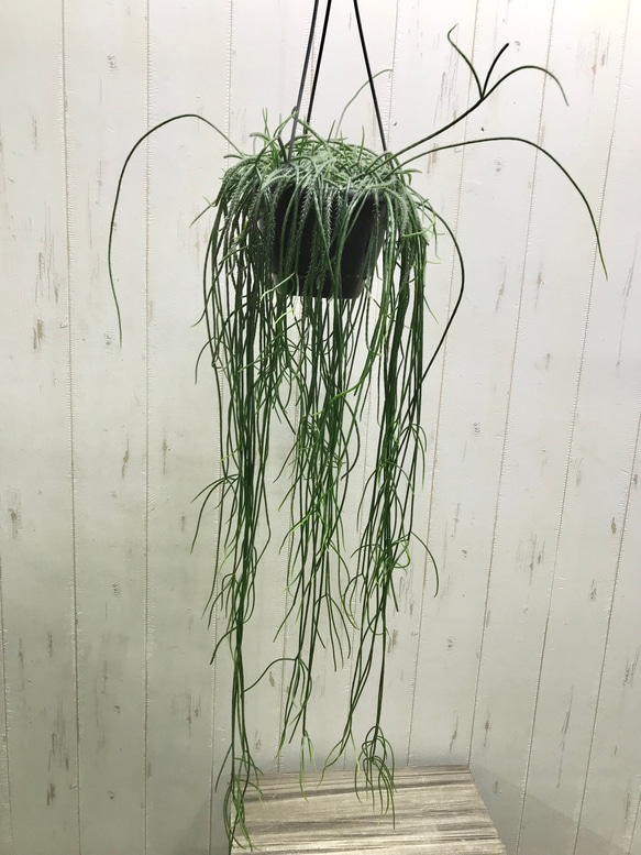 ボリュームあり♡ ツル長め♪ サボテン リプサリス プニセオディスクス