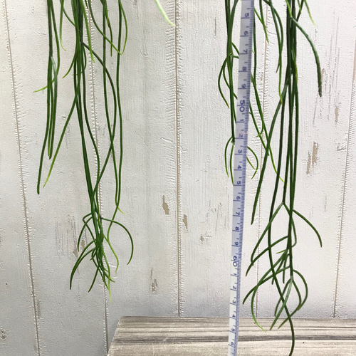 希少 パープルリプサリス ディソカクタス アマゾニクス 5号 吊り鉢