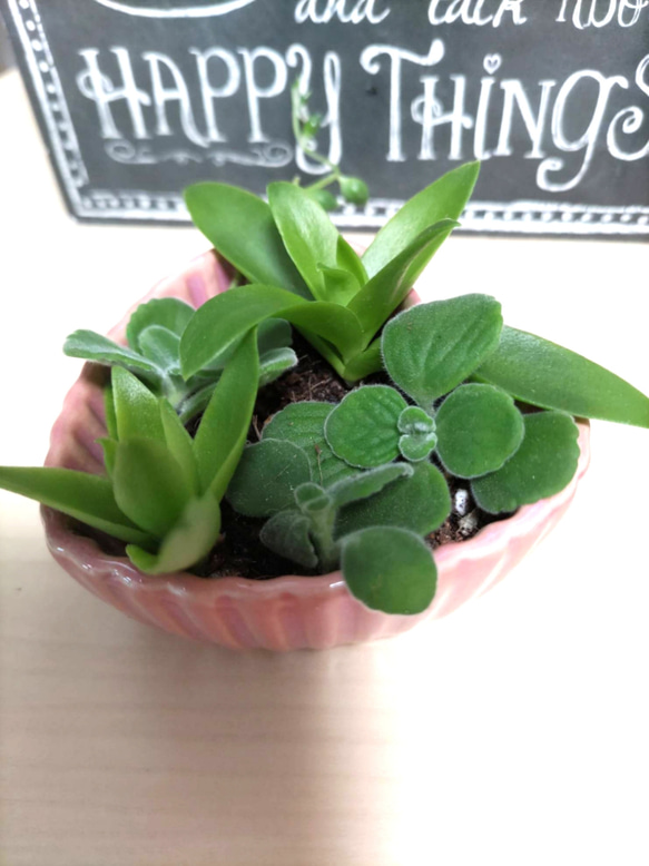 ♡多肉植物♡ちまちまプチ寄せ植え♡ピンクハート♡そのまま飾れます♡ 3枚目の画像