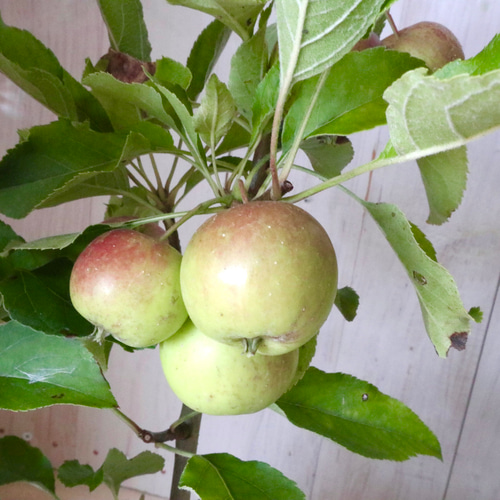 姫りんご♡アルプス乙女♡家庭菜園♡果樹♡鉢ごと♡ アートフラワー