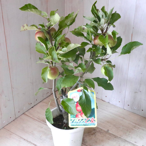 姫りんご♡アルプス乙女♡家庭菜園♡果樹♡鉢ごと♡ アートフラワー