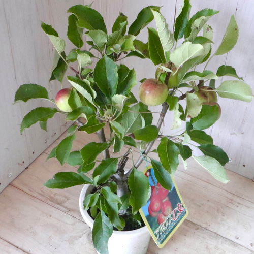 姫りんご♡アルプス乙女♡家庭菜園♡果樹♡鉢ごと♡ アートフラワー