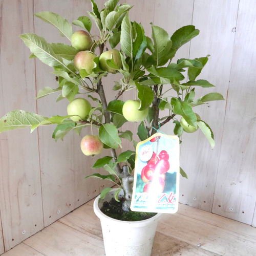 姫りんご♡アルプス乙女♡家庭菜園♡果樹♡鉢ごと♡ アートフラワー