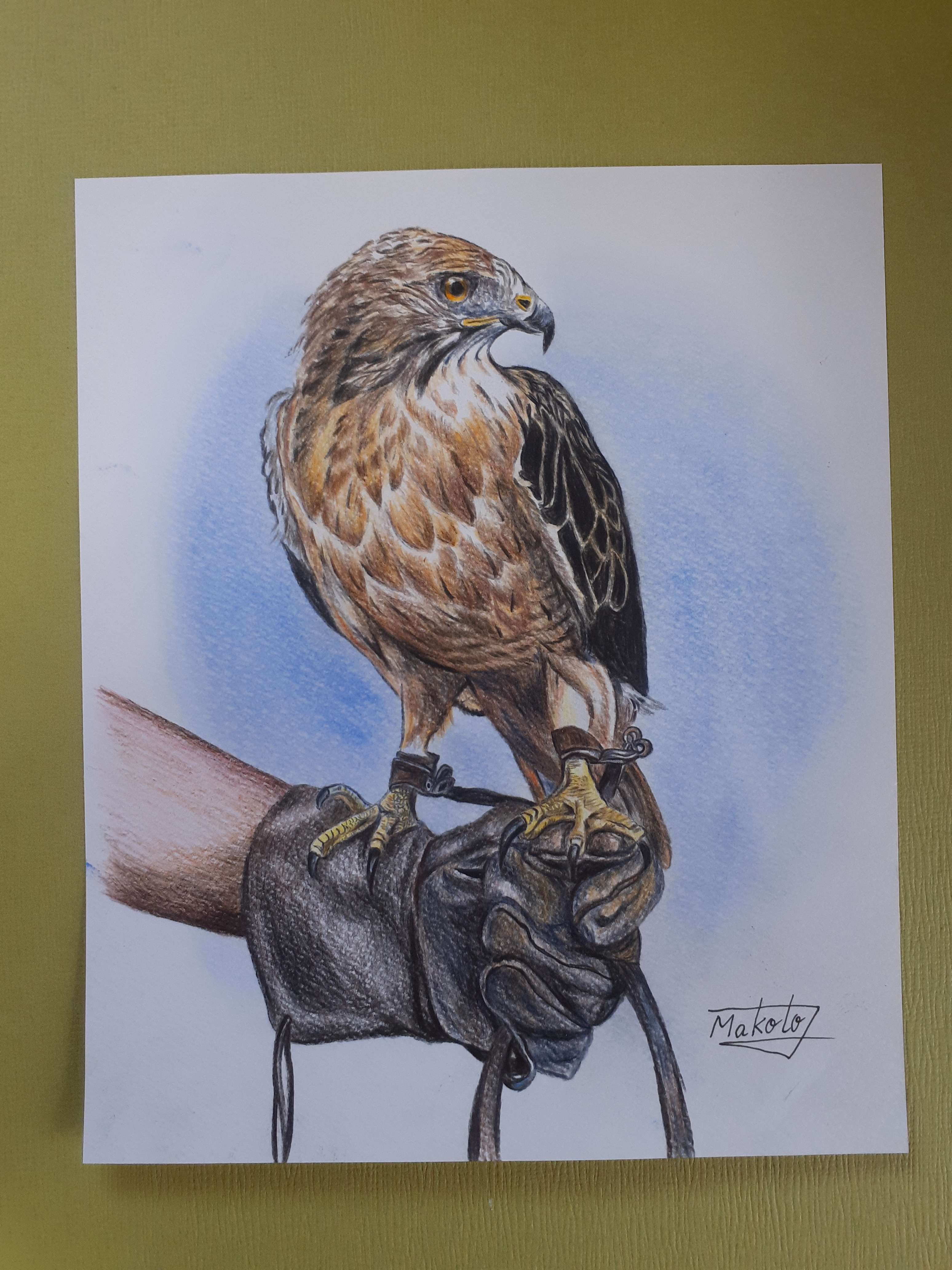 色鉛筆画 鷹匠 絵画 makochin 通販 14322140｜Creema(クリーマ)