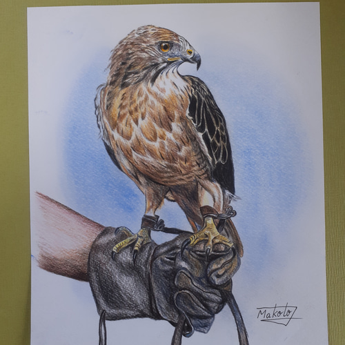 色鉛筆画 鷹匠 絵画 makochin 通販 14322140｜Creema(クリーマ)
