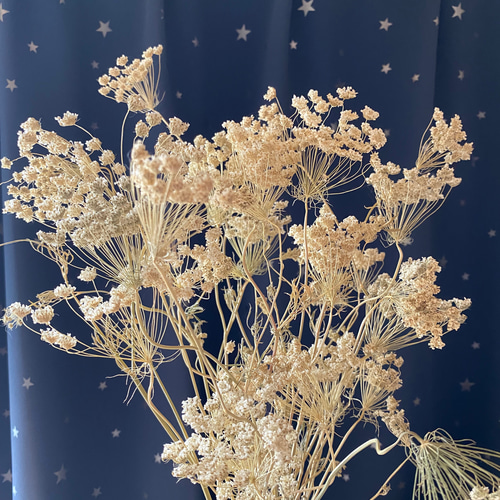ホワイトレースフラワー ドライフラワー 20本以上 ドライフラワー あ