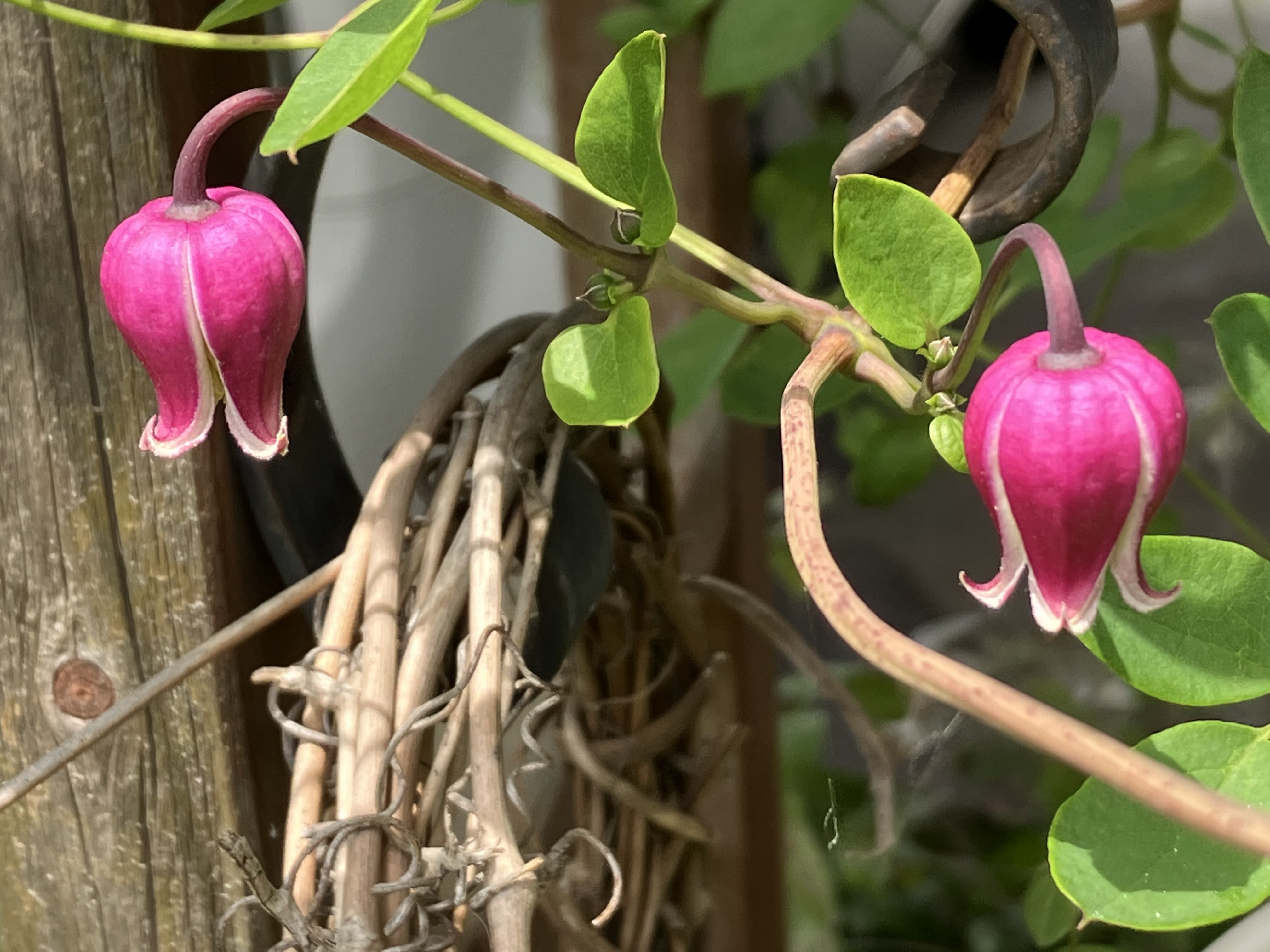 赤壺型クレマチス15粒 多肉植物 植花夢 通販 14322949｜Creema