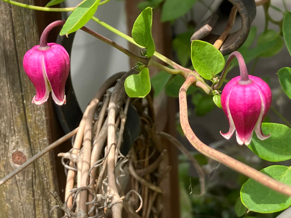 赤壺型クレマチス15粒 多肉植物 植花夢 通販 14322949｜Creema(クリーマ)