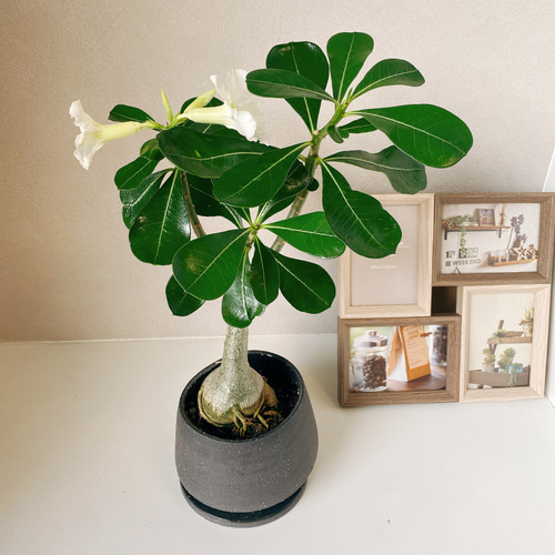 アデニウム 白い花 コーデックス 観葉植物 おしゃれ 陶器鉢