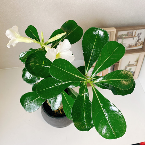 人工観葉植物 白い花と緑の葉 観葉植物 白い花 緑の葉