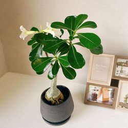 アデニウム 白い花 コーデックス 観葉植物 おしゃれ 陶器鉢受け皿付き