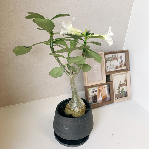 アデニウム 白い花 コーデックス 観葉植物 おしゃれ 陶器鉢受け皿付き