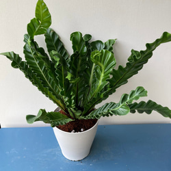 波打つ葉が珍しい観葉植物「アスプレニウム　コブラ」 4枚目の画像