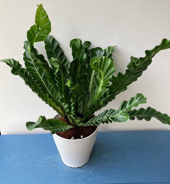 波打つ葉が珍しい観葉植物「アスプレニウム　コブラ」 4枚目の画像