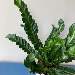 波打つ葉が珍しい観葉植物「アスプレニウム　コブラ」 3枚目の画像