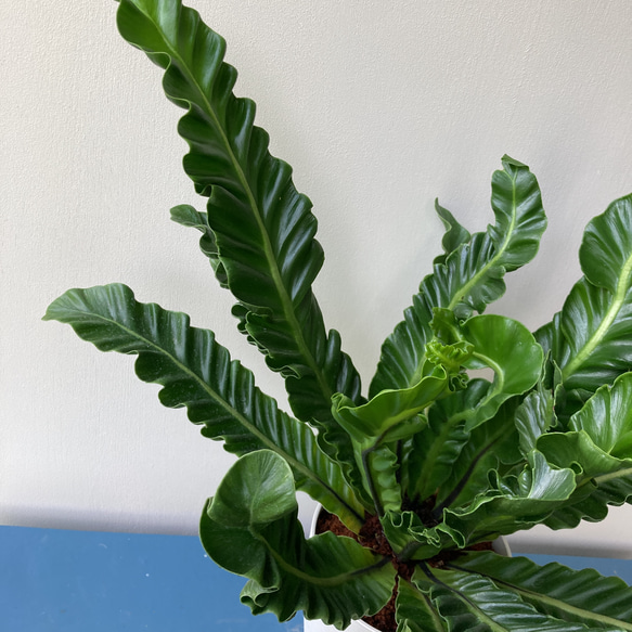 波打つ葉が珍しい観葉植物「アスプレニウム　コブラ」 3枚目の画像