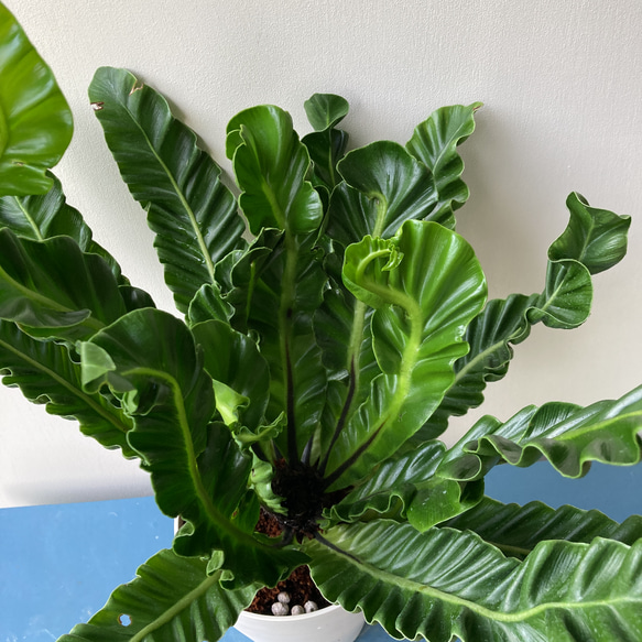 波打つ葉が珍しい観葉植物「アスプレニウム　コブラ」 2枚目の画像