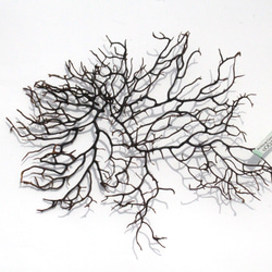 まいまい　ウミウチワ30個セット まいまい ウミウチワ30個セット まいまい ウミウチワ30個セット