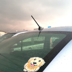2 高度防風雨貼紙 Shih Tzu 淺棕色白色 ABCDOGS 第5張的照片