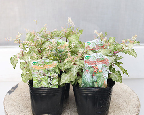 花苗 斑入り ジュズサンゴ 絣かすり レッド ホワイト 3号ロング 実が