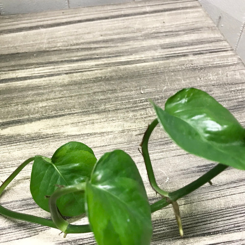 超超ロング❣️ライムポトス 鉢 超超ロング！ライムポトス鉢