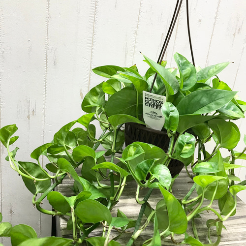 超超ロング❣️ライムポトス 鉢 ポトス：ライム5号吊り鉢 の通販