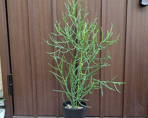 81b5a27ab3f6fad5c8f6fedc7018ba