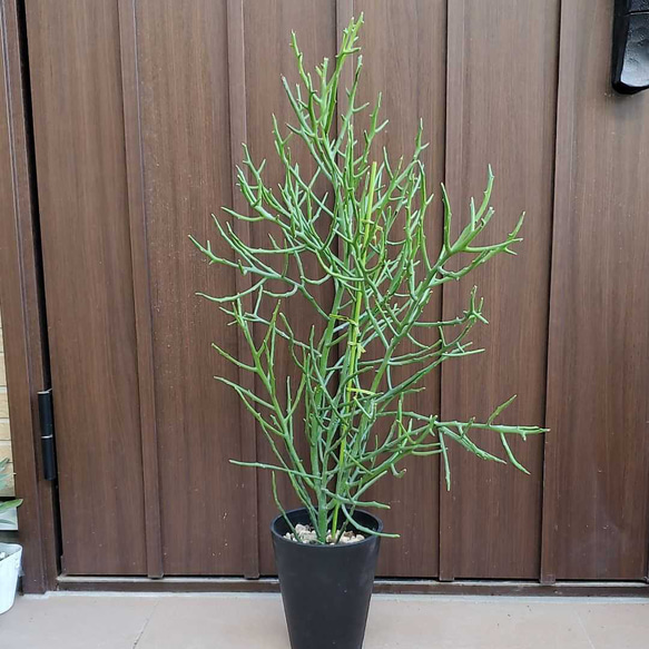 ユーフォルビア フィヘレネンシス 鉢植え 苗 多肉植物 サボテン