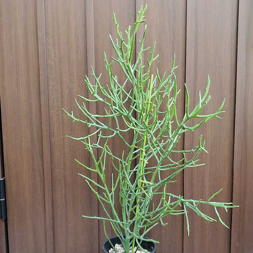 ユーフォルビア フィヘレネンシス 鉢植え 苗 多肉植物 サボテン