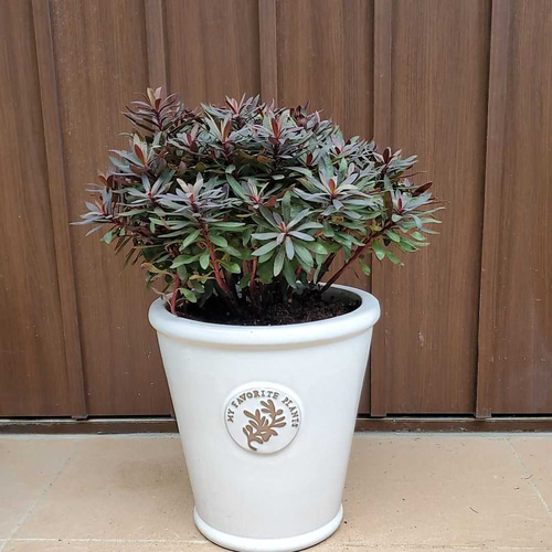 もりっと成長♪ユーフォルビア ブラックバード 陶器鉢植え 苗 カラー