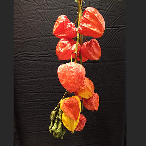 ホオズキの枝 2本セット / 夏 ドライ お盆飾り スワッグ インテリア