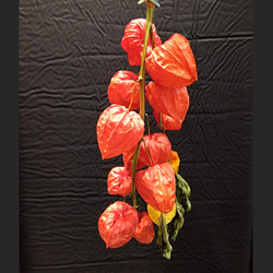 専用✨迎春2022✨正月飾り スカシホオズキ (ドライ) 楽天市場】【ふるさと納税】ほおずき ドライフラワー 観賞用 100cm 3本