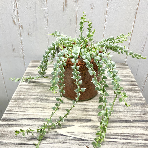 斑入り ハイドロカルチャー 水栽培♡ ディスキディア ルスキフォリア