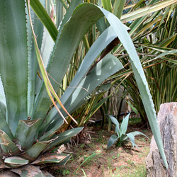 ✢from 九十九里浜✢ 夏色溢れる南国リゾート/  大型種 南国植物 アガベ⑧ 青の竜舌蘭（子苗） 16枚目の画像