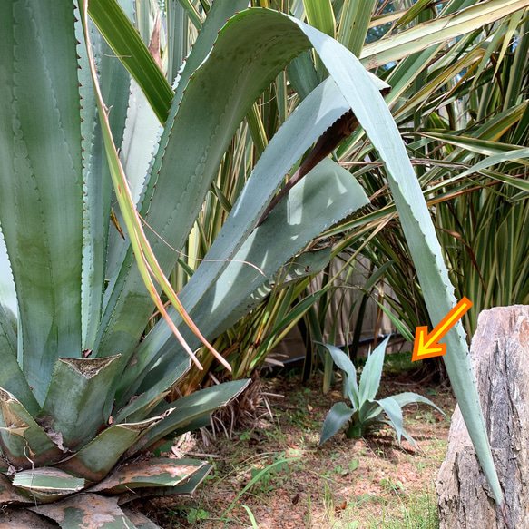 ✢from 九十九里浜✢ 夏色溢れる南国リゾート/  大型種 南国植物 アガベ⑧ 青の竜舌蘭（子苗） 3枚目の画像
