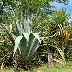 ✢from 九十九里浜✢ 夏色溢れる南国リゾート/  大型種 南国植物 アガベ⑧ 青の竜舌蘭（子苗） 1枚目の画像