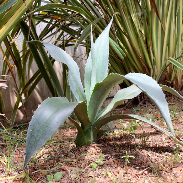 ✢from 九十九里浜✢ 夏色溢れる南国リゾート/  大型種 南国植物 アガベ⑧ 青の竜舌蘭（子苗） 14枚目の画像