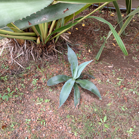 ✢from 九十九里浜✢ 夏色溢れる南国リゾート/  大型種 南国植物 アガベ⑧ 青の竜舌蘭（子苗） 7枚目の画像