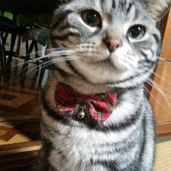 うちの子オーダー2025【オーダーメイド例_寅さん】羊毛フェルト、ペットメモリアル2025、オーダーメイド、虹の橋 5枚目の画像