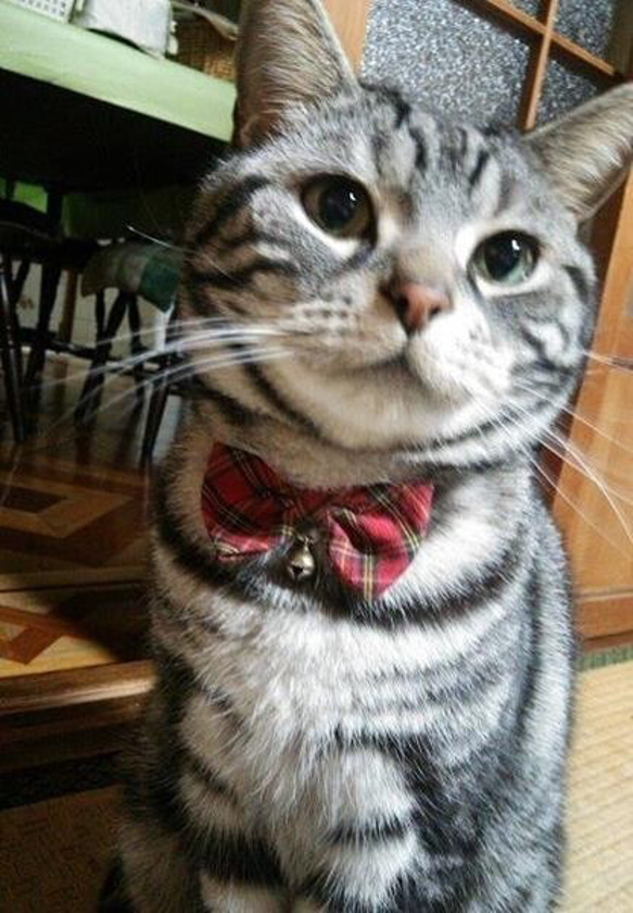 うちの子オーダー2025【オーダーメイド例_寅さん】羊毛フェルト、ペットメモリアル2025、オーダーメイド、虹の橋 5枚目の画像