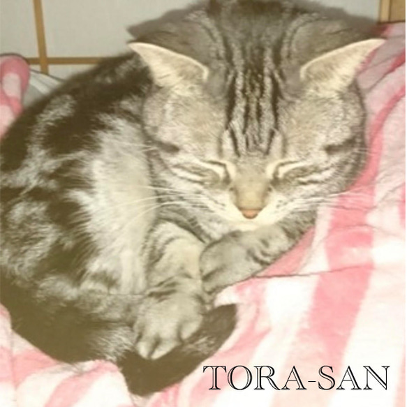 うちの子オーダー2025【オーダーメイド例_寅さん】羊毛フェルト、ペットメモリアル2025、オーダーメイド、虹の橋 9枚目の画像