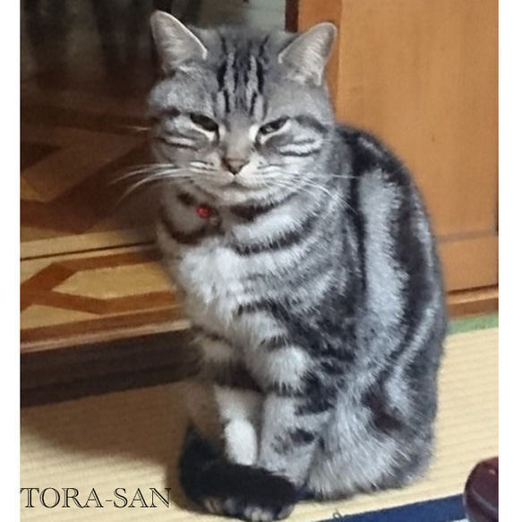 うちの子オーダー2025【オーダーメイド例_寅さん】羊毛フェルト、ペットメモリアル2025、オーダーメイド、虹の橋 8枚目の画像