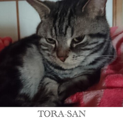 うちの子オーダー2025【オーダーメイド例_寅さん】羊毛フェルト、ペットメモリアル2025、オーダーメイド、虹の橋 6枚目の画像