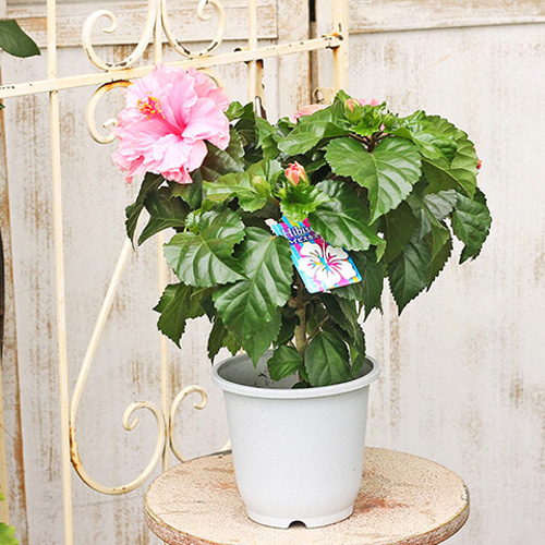 再入荷 鉢花 八重咲き ハイビスカス ピンク 5号 大輪 豪華 秋までよく