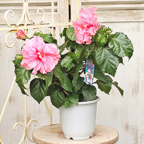 再入荷 鉢花 八重咲き ハイビスカス ピンク 5号 大輪 豪華 秋までよく