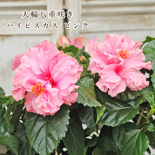 再入荷 鉢花 八重咲き ハイビスカス ピンク 5号 大輪 豪華 秋までよく