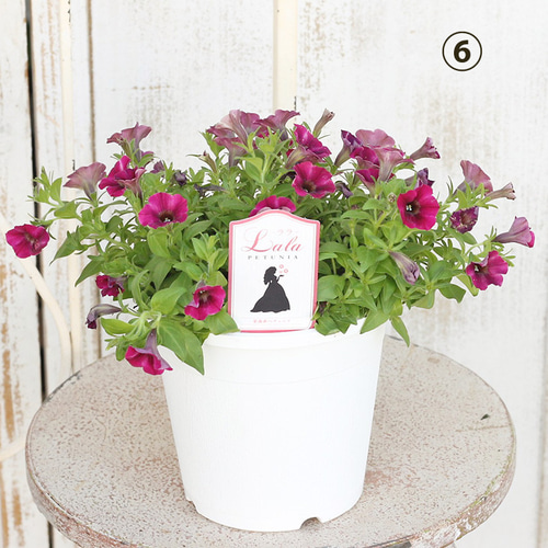 ◇ボリューム満点◇アンティークグリーンペチュニア5号鉢母の日