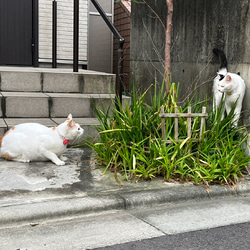 可愛い★ピンポイントで見つかる！ 迷子になっても安心 花柄 花 エアタグカバー シリコンカバー カバー AirTag 首 10枚目の画像