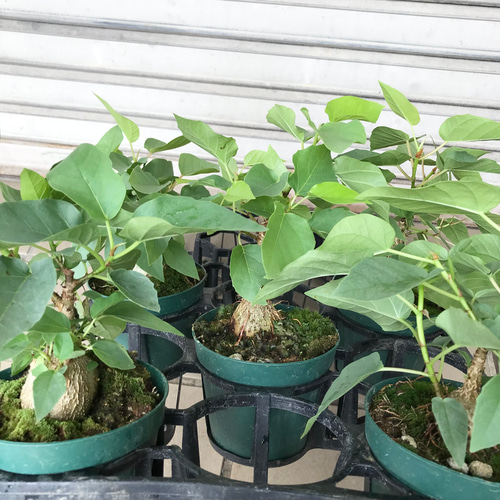 幹ぷっくり♡ フィカス パルメリー 3.5号 その他インテリア雑貨 PLANTS